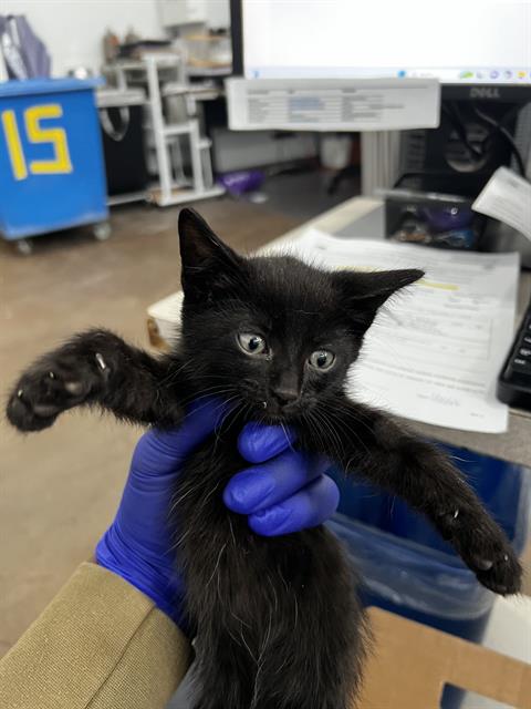 MAX, Baby Domestic Medium Hair (medium coat), cat for adoption in Fort Worth, Texas