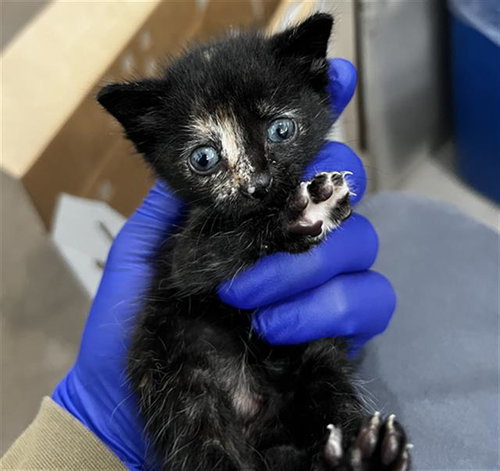 SARAH, Baby Domestic Medium Hair (medium coat), cat for adoption in Fort Worth, Texas