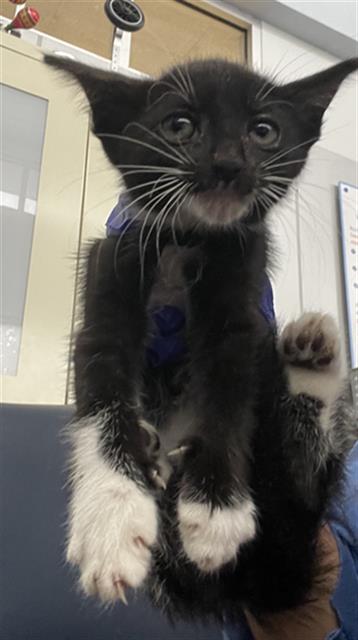 STORMY, Baby Domestic Short Hair (medium coat), cat for adoption in Fort Worth, Texas