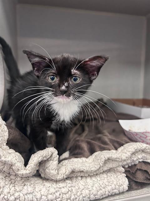 STORMY, Baby Domestic Short Hair (medium coat), cat for adoption in Hurst, Texas