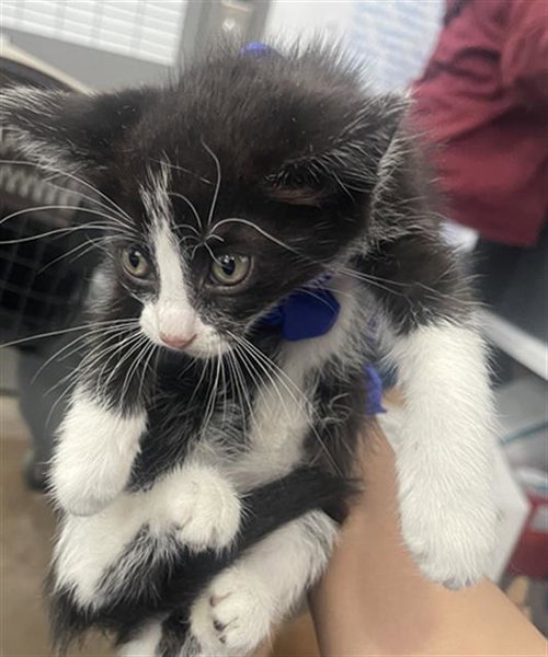 BAILEY, Baby Domestic Short Hair (medium coat), cat for adoption in Fort Worth, Texas