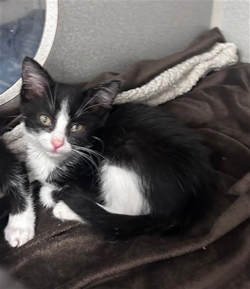 BAILEY, Baby Domestic Short Hair (medium coat), cat for adoption in Arlington, Texas