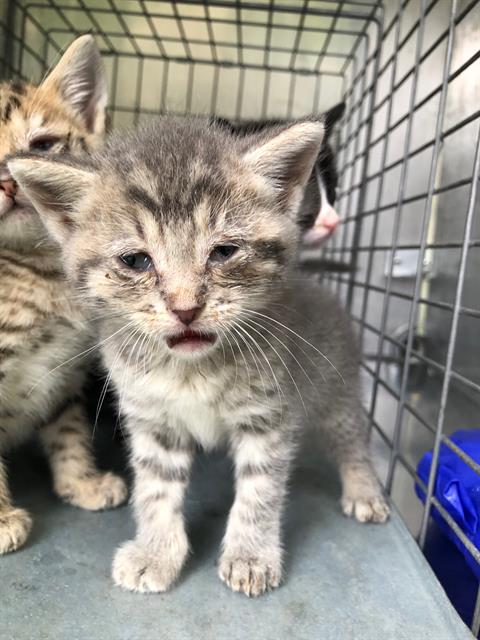 CECE, Baby Domestic Short Hair (medium coat), cat for adoption in Fort Worth, Texas
