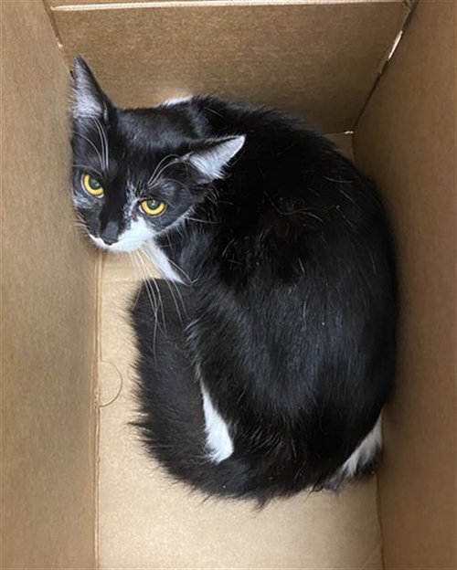 STRIPS, Young Domestic Short Hair (medium coat), cat for adoption in Fort Worth, Texas