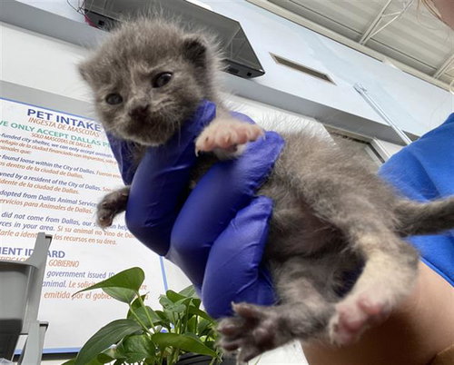 ROSE, Baby Domestic Short Hair (medium coat), cat for adoption in Fort Worth, Texas