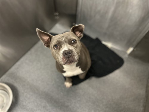JUANITA - Pit Bull Terrier available for adoption