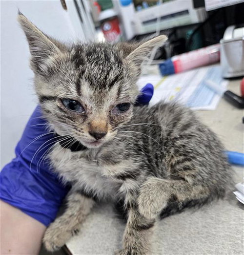 IVORY, Baby Domestic Short Hair (medium coat), cat for adoption in Fort Worth, Texas