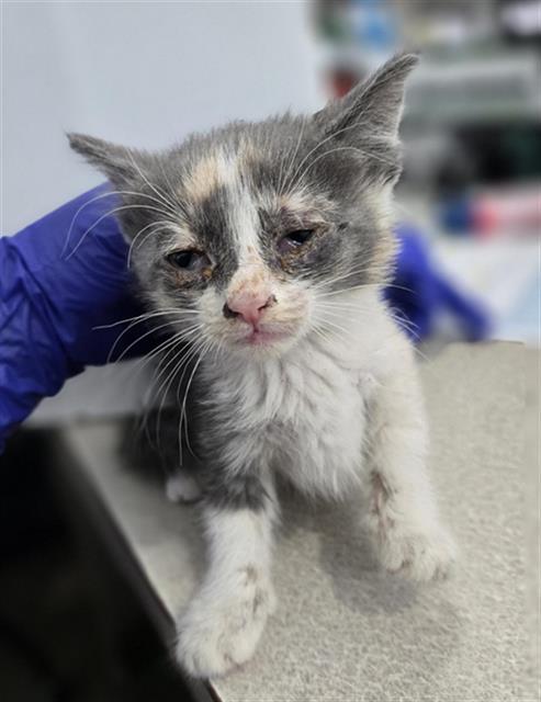 EMERALD, Baby Domestic Short Hair (medium coat), cat for adoption in Fort Worth, Texas