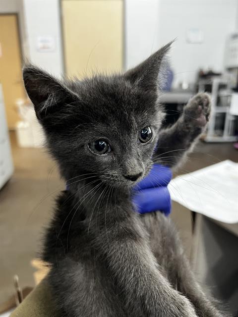 SQUID, Baby Domestic Medium Hair (medium coat), cat for adoption in Fort Worth, Texas