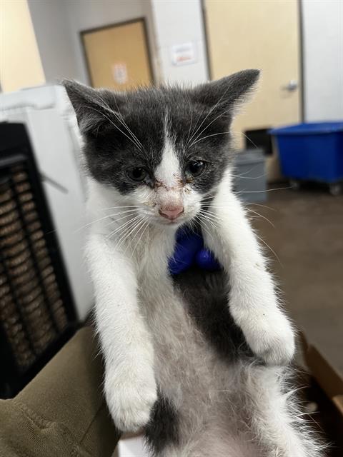 SHRIMP, Baby Domestic Medium Hair (medium coat), cat for adoption in Fort Worth, Texas