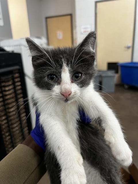 SCALLOP, Baby Domestic Medium Hair (medium coat), cat for adoption in Fort Worth, Texas