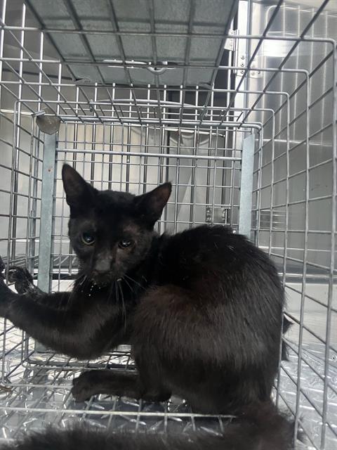 SHELL, Young Domestic Short Hair (medium coat), cat for adoption in Fort Worth, Texas