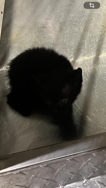 JAX, Baby Domestic Short Hair (medium coat), cat for adoption in Fort Worth, Texas