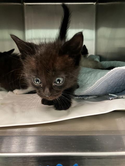 MAX, Baby Domestic Short Hair (medium coat), cat for adoption in Fort Worth, Texas