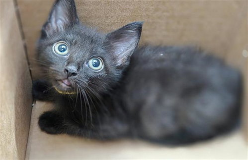 TOZZI, Baby Domestic Short Hair (medium coat), cat for adoption in Hurst, Texas