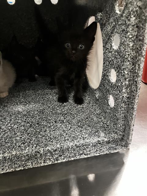 SWAT, Baby Domestic Short Hair (medium coat), cat for adoption in Fort Worth, Texas