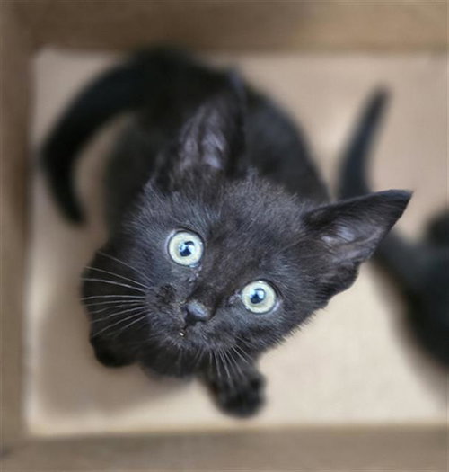SWAT, Baby Domestic Short Hair (medium coat), cat for adoption in Hurst, Texas