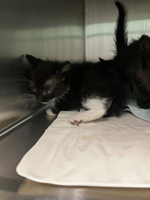 BLITZ, Baby Domestic Short Hair (medium coat), cat for adoption in Fort Worth, Texas
