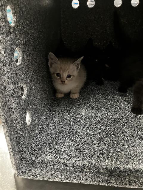ODD BALL, Baby Domestic Short Hair (medium coat), cat for adoption in Fort Worth, Texas