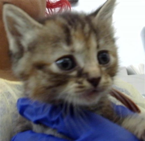 OYSTER, Baby Domestic Long Hair (medium coat), cat for adoption in Fort Worth, Texas