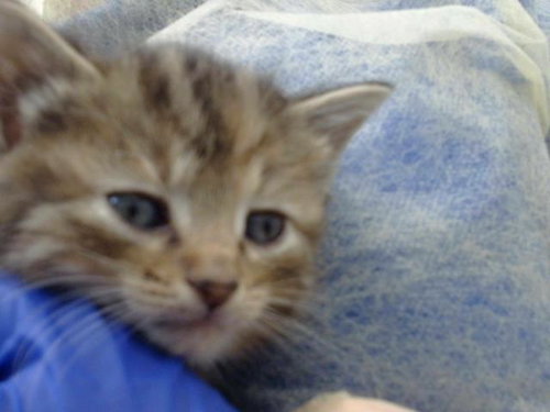 ROE, Baby Domestic Long Hair (medium coat), cat for adoption in Fort Worth, Texas