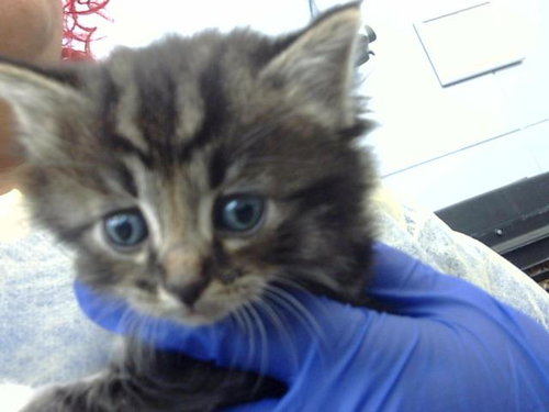 CLAM, Baby Domestic Long Hair (medium coat), cat for adoption in Fort Worth, Texas