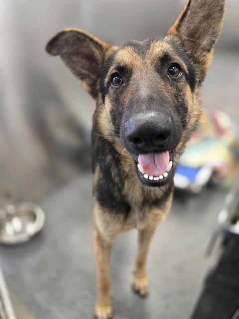 REX