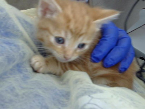 LOBSTER, Baby Domestic Long Hair (medium coat), cat for adoption in Fort Worth, Texas