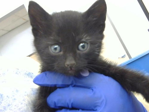 UNI, Baby Domestic Long Hair (medium coat), cat for adoption in Fort Worth, Texas