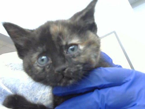 TUNA, Baby Domestic Long Hair (medium coat), cat for adoption in Fort Worth, Texas