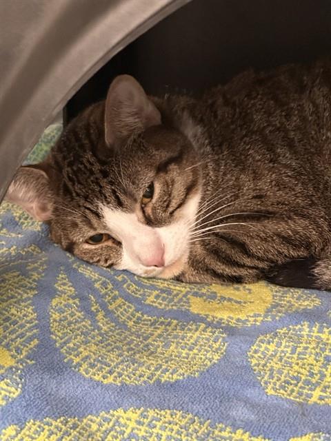 ANTONY, Young Domestic Short Hair (medium coat), cat for adoption in Fort Worth, Texas