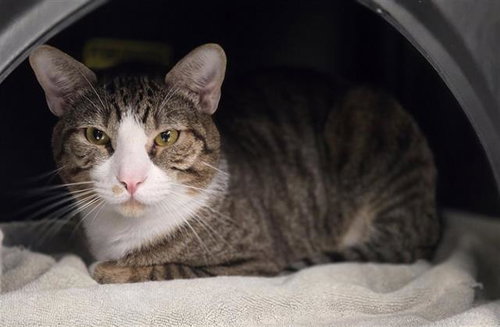 ANTONY, Young Domestic Short Hair (medium coat), cat for adoption in Bedford, Texas