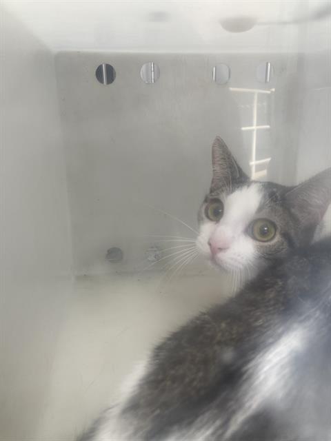BILLY, Young Domestic Short Hair (medium coat), cat for adoption in Fort Worth, Texas