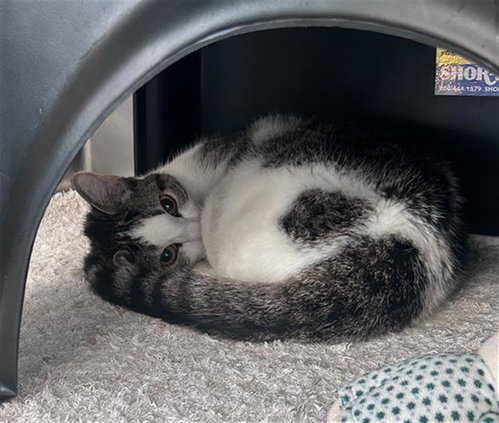BILLY, Young Domestic Short Hair (medium coat), cat for adoption in The Colony, Texas