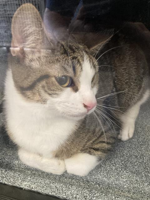 CLAIRE, Young Domestic Short Hair (medium coat), cat for adoption in Fort Worth, Texas