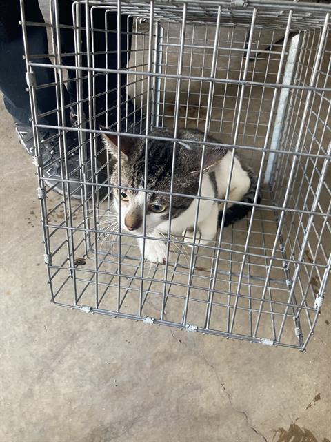 EDWARD, Adult Domestic Short Hair (medium coat), cat for adoption in Fort Worth, Texas