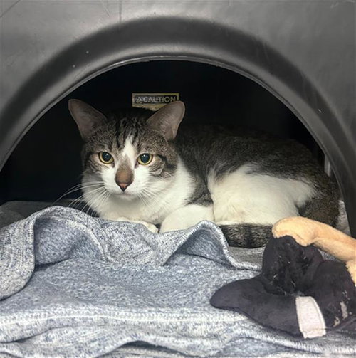 EDWARD, Adult Domestic Short Hair (medium coat), cat for adoption in Hurst, Texas