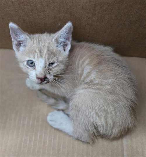 AUSTRALIA, Baby Domestic Short Hair (medium coat), cat for adoption in Fort Worth, Texas