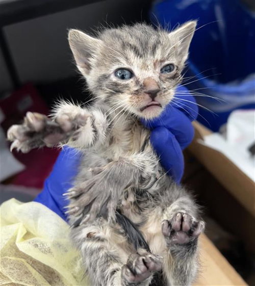 RAINY, Baby Domestic Medium Hair (medium coat), cat for adoption in Fort Worth, Texas