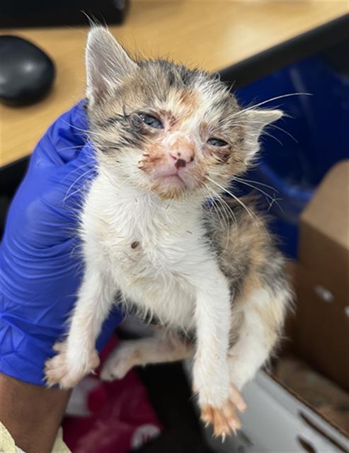 SUNNIE, Baby Domestic Medium Hair (medium coat), cat for adoption in Fort Worth, Texas