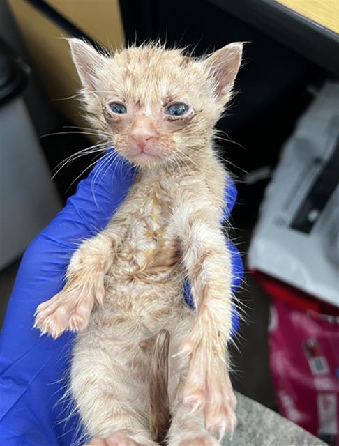 ORYAN, Baby Domestic Medium Hair (medium coat), cat for adoption in Fort Worth, Texas