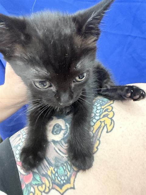 LUCA, Baby Domestic Short Hair (medium coat), cat for adoption in Fort Worth, Texas