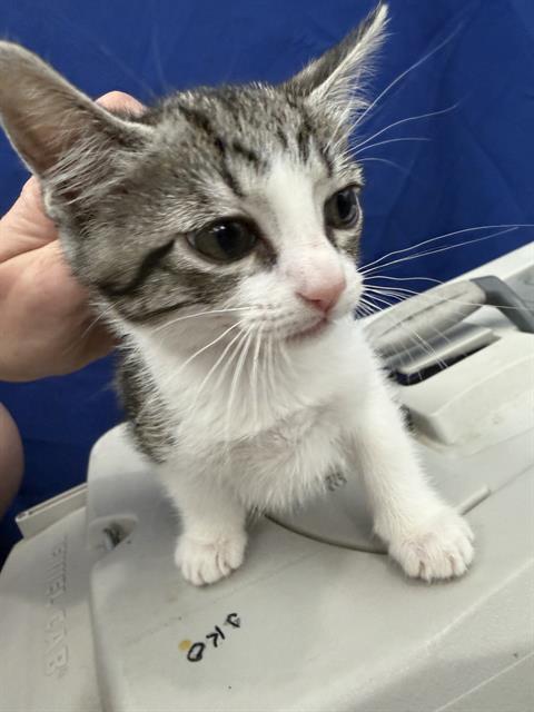 STAR, Baby Domestic Short Hair (medium coat), cat for adoption in Fort Worth, Texas