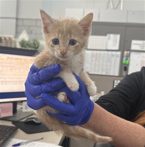DREAMSICLE, Baby Domestic Short Hair (medium coat), cat for adoption in Fort Worth, Texas