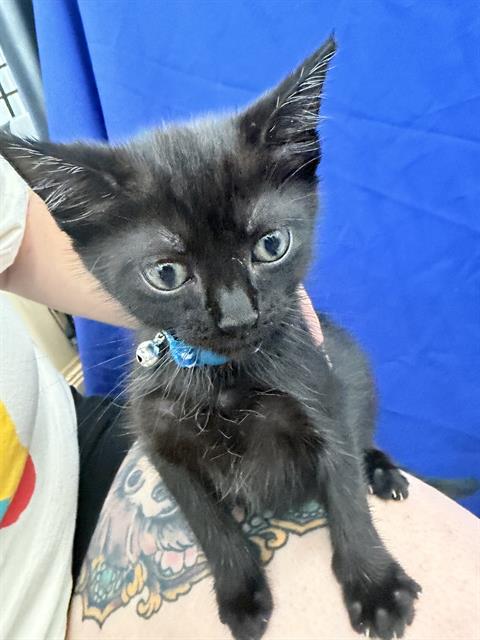 SOLAR, Baby Domestic Short Hair (medium coat), cat for adoption in Fort Worth, Texas