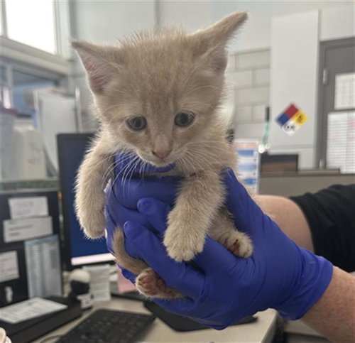 SEASHELL, Baby Domestic Short Hair (medium coat), cat for adoption in Fort Worth, Texas