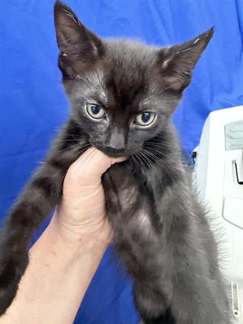 PULTO, Baby Domestic Short Hair (medium coat), cat for adoption in Fort Worth, Texas