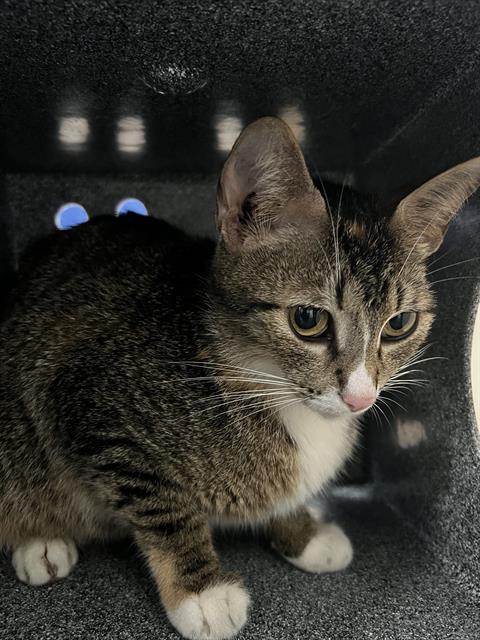 QUEEN, Adult Domestic Medium Hair (medium coat), cat for adoption in Fort Worth, Texas
