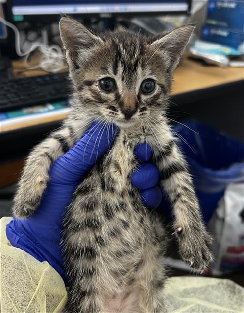 MISSY, Baby Domestic Medium Hair (medium coat), cat for adoption in Fort Worth, Texas