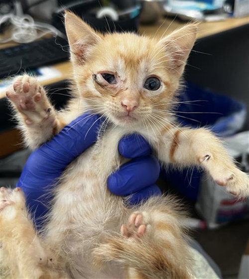 CHARLES, Baby Domestic Medium Hair (medium coat), cat for adoption in Fort Worth, Texas